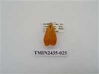 藏品(緣點苔蛾)的圖片